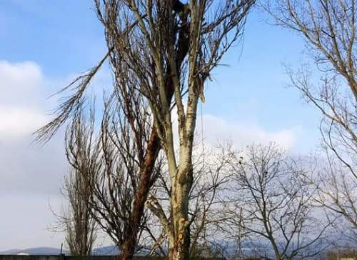 Výrub topoľov a borovíc (december 2017)
